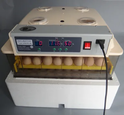 48-eggs-capture-1.png